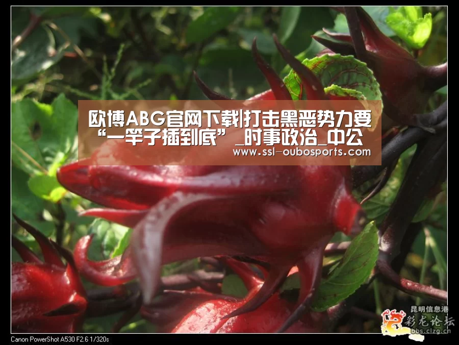 欧博ABG官网下载|打击黑恶势力要“一竿子插到底”_时事政治_中公教育网(图2) 欧博ABG游戏平台